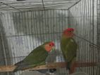 Lovebirds Running Pair Olive