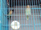 Lovebirds Sell