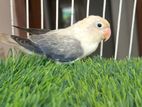 Lovebirds semi adult
