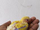Lovebirds Tame Size Baby