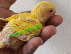 Lovebirds Tame Size Baby