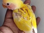 lovebirds tame Size baby