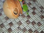 Lovebirds yellow collar new adult pair for sale