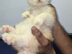 Lovely and Adorable Persian Cat/Kitten for Sale