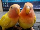 love bird