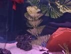 Low Budget Full Set-up Tank Sell
