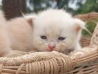 Low Price Persian Male