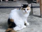 Persian cat