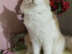 Low Price Traditional Parisian Cat