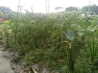 লতি কচু