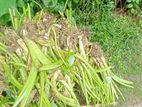 লতি কচুর চারা
