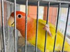 Luteno red head opaline love bird