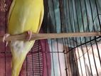 Luteyno Female Running Sell