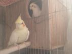 Lutinho cockatiel breeding pair for sell