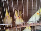 Lutinno cockatiel