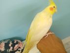 Lutino Adult Full Tame Cocatail Bird