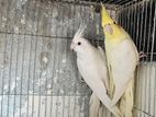 Lutino Albino cocatail bird pair