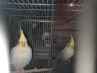 Lutino&albino Cockatiel