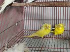 Lutino & Albino Japanize Budjigor