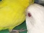 Lutino & Albino Red Eye pair sell hobe.