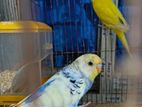 Lutino and pied mutation Budgie