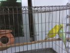 Lutino and Rainbow Baaziger bird for sale