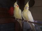 Lutino Breeding Cocktail