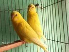 Lutino Budgerigar adult birds for sell