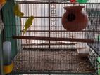 Lutino Budgerigar