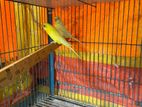 lutino Budgerigar Running Pair