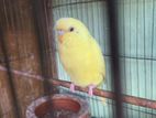Lutino Budgie. Running Pair