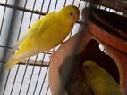 Lutino budgies with baby