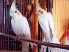 Lutino cocatail Breeding Pair