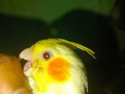 Lutino Cockatiel 1pair Red Eye