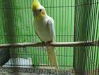 lutino cocatel male bird for sell