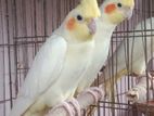 Lutino Cockatiel – Adult Breeding Pair
