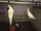 Lutino Cockatiel Adult Pair