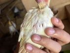 Lutino Cockatiel baby