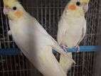 Lutino Cockatiel Baby Pair