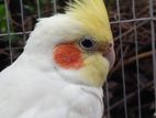Lutino Cockatiel Bird(male)