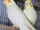 Lutino cockatiel breeding pair