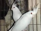 Lutino Cockatiel breeeding pair and Albino breeding