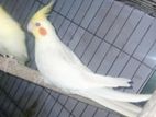 lutino cockatiel