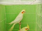 Lutino Cockatiel