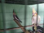 Lutino Cockatiel
