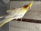 Lutino Cockatiel