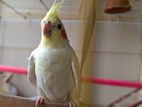 Lutino Cockatiel