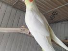 Lutino Cockatiel