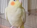 Lutino cockatiel