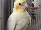 Lutino Cockatiel